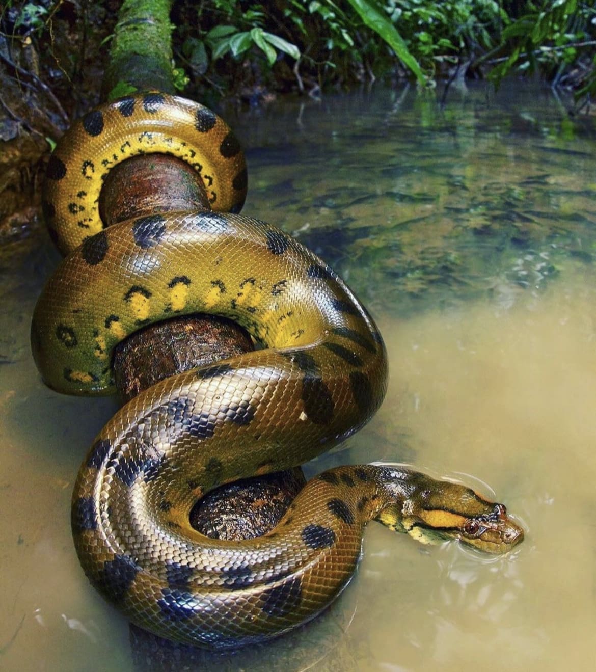 Green Anaconda